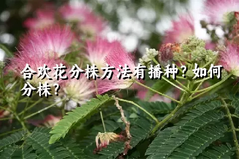 合欢花分株方法有播种？如何分株？