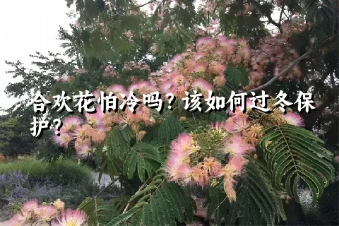 合欢花怕冷吗？该如何过冬保护？