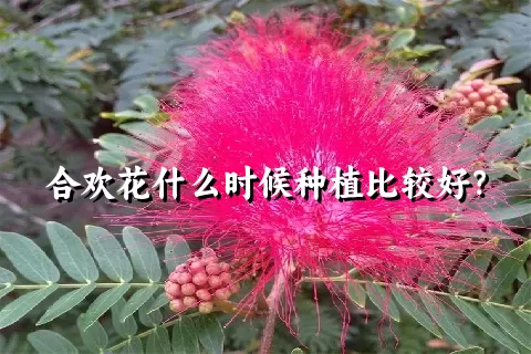 合欢花什么时候种植比较好？