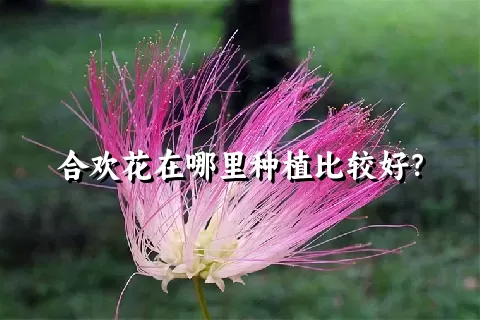 合欢花在哪里种植比较好？