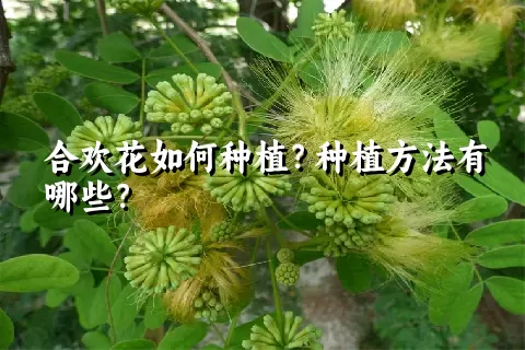 合欢花如何种植？种植方法有哪些？