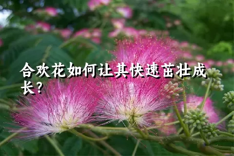 合欢花如何让其快速茁壮成长？