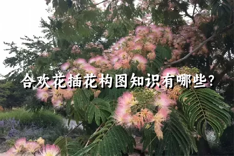 合欢花插花构图知识有哪些？