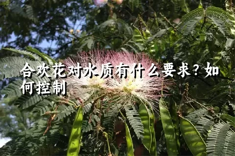 合欢花对水质有什么要求？如何控制