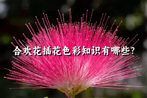 合欢花插花色彩知识有哪些？