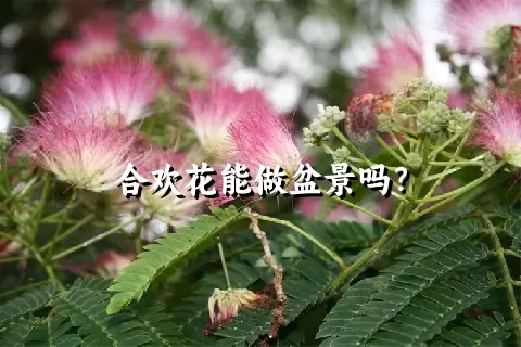 合欢花能做盆景吗？