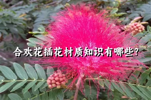 合欢花插花材质知识有哪些？