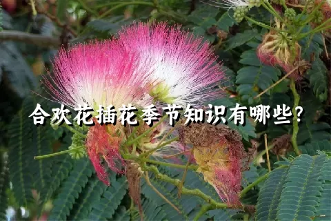 合欢花插花季节知识有哪些？