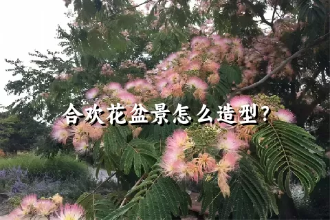 合欢花盆景怎么造型？