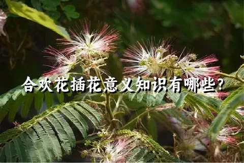 合欢花插花意义知识有哪些？