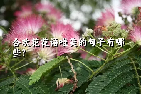 合欢花花语唯美的句子有哪些？