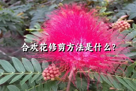 合欢花修剪方法是什么？