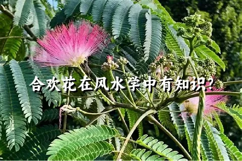 合欢花在风水学中有知识？