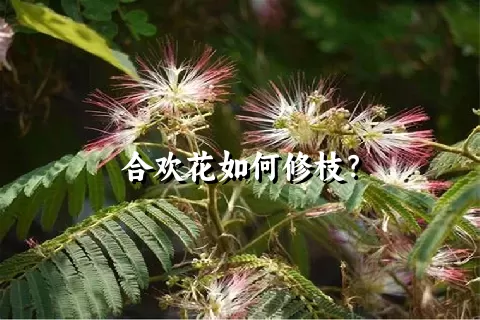 合欢花如何修枝？