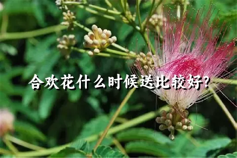 合欢花什么时候送比较好？