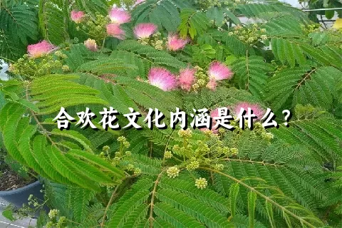 合欢花文化内涵是什么？