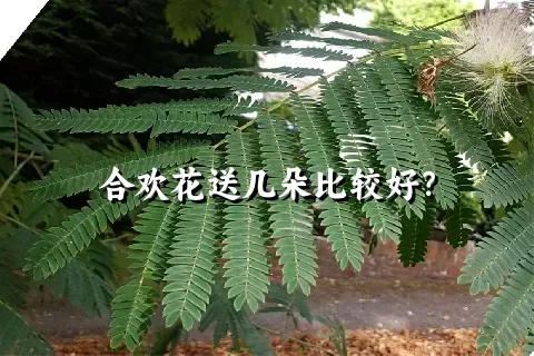 合欢花送几朵比较好？