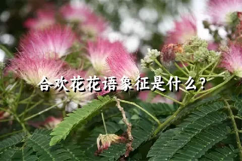 合欢花花语象征是什么？