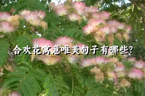 合欢花寓意唯美句子有哪些？