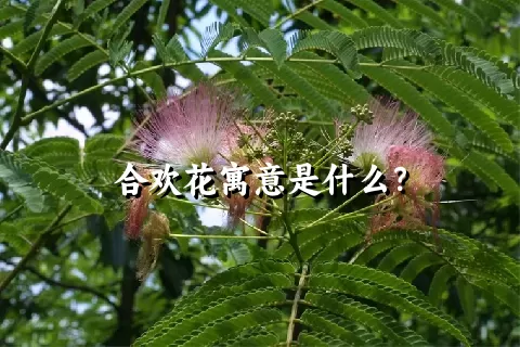 合欢花寓意是什么？