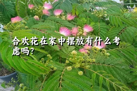 合欢花在家中摆放有什么考虑吗？