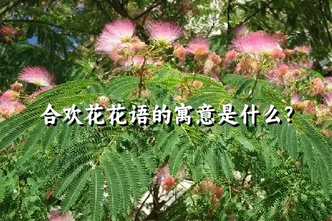 合欢花花语的寓意是什么？