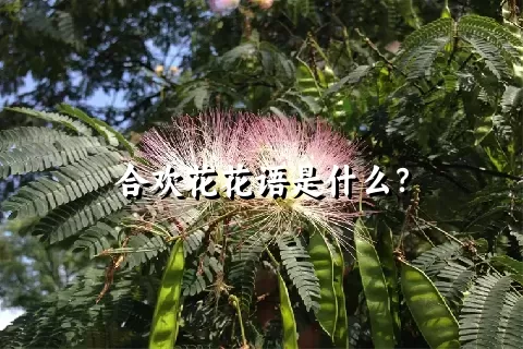 合欢花花语是什么？