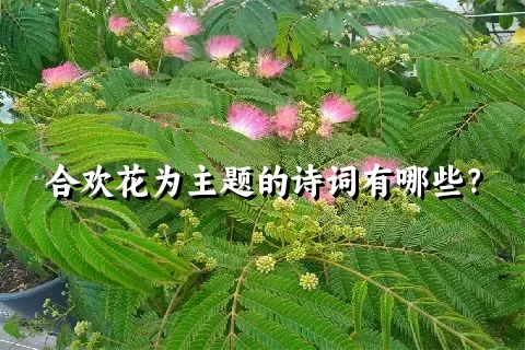 合欢花为主题的诗词有哪些？