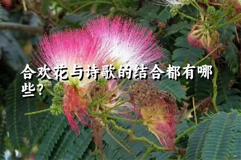 合欢花与诗歌的结合都有哪些？