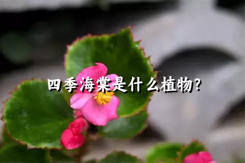 四季海棠是什么植物？