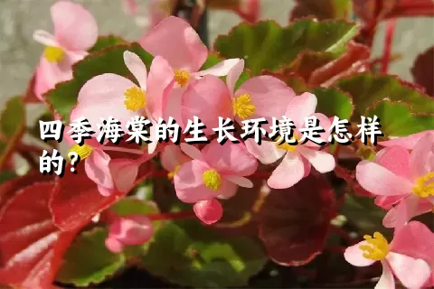 四季海棠的生长环境是怎样的？