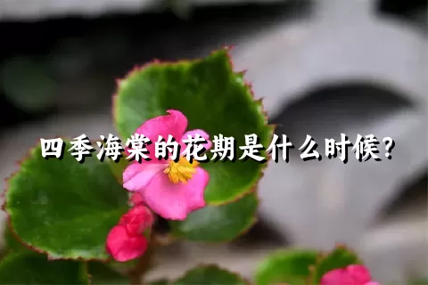 四季海棠的花期是什么时候？