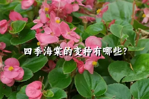 四季海棠的变种有哪些？