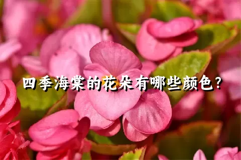 四季海棠的花朵有哪些颜色？