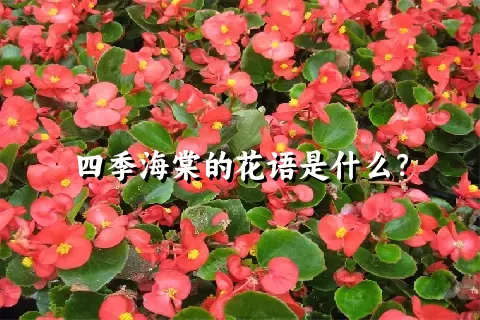 四季海棠的花语是什么？