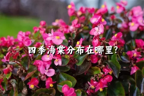 四季海棠分布在哪里?