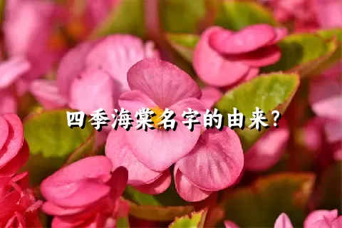 四季海棠名字的由来？