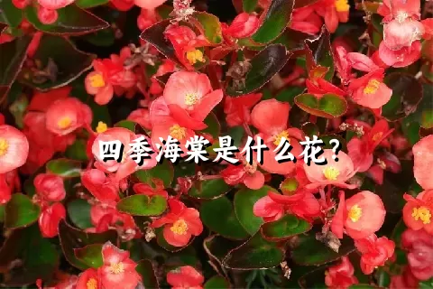 四季海棠是什么花？