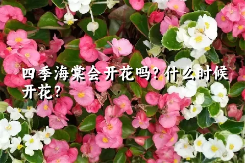 四季海棠会开花吗？什么时候开花？