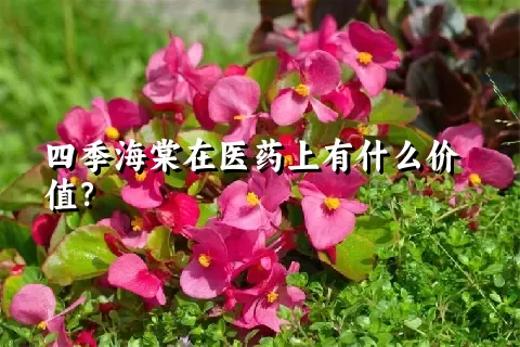 四季海棠在医药上有什么价值？