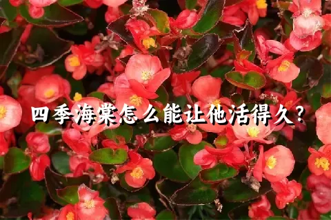 四季海棠怎么能让他活得久？