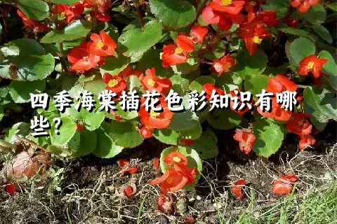 四季海棠插花色彩知识有哪些？