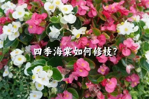 四季海棠如何修枝？