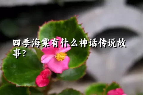 四季海棠有什么神话传说故事？