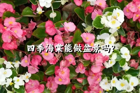 四季海棠能做盆景吗？