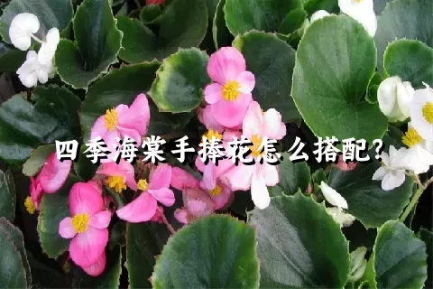 四季海棠手捧花怎么搭配？