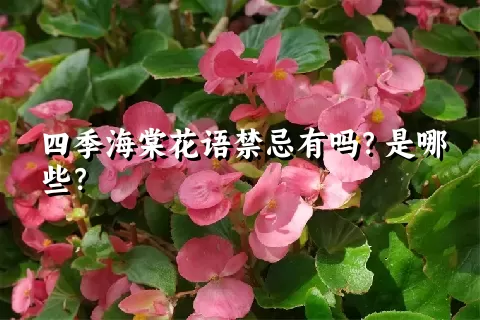 四季海棠花语禁忌有吗？是哪些？