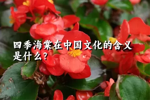 四季海棠在中国文化的含义是什么？