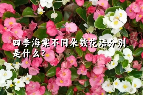 四季海棠不同朵数花语分别是什么？