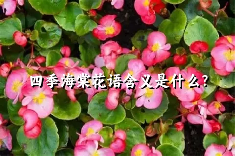 四季海棠花语含义是什么？